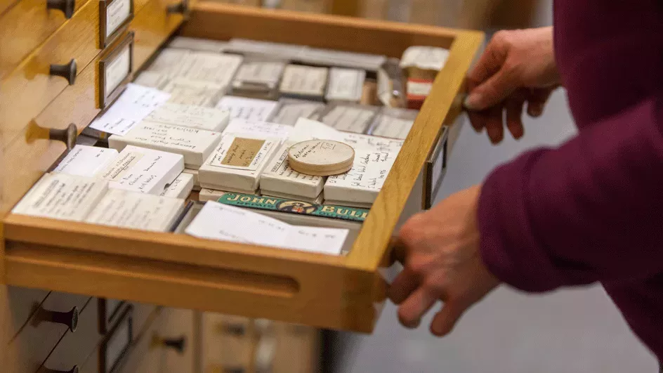 A collection drawer in the Fungarium © RBG Kew A pair of hands opening a wooden drawer full of various objects