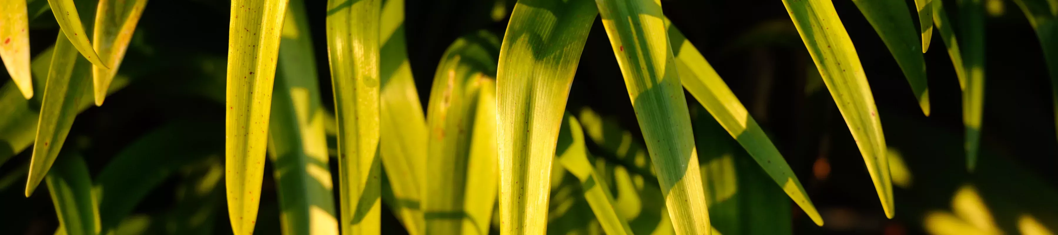 Plants at Wakehurst, Jim Holden ©RBG Kew Plants at Wakehurst