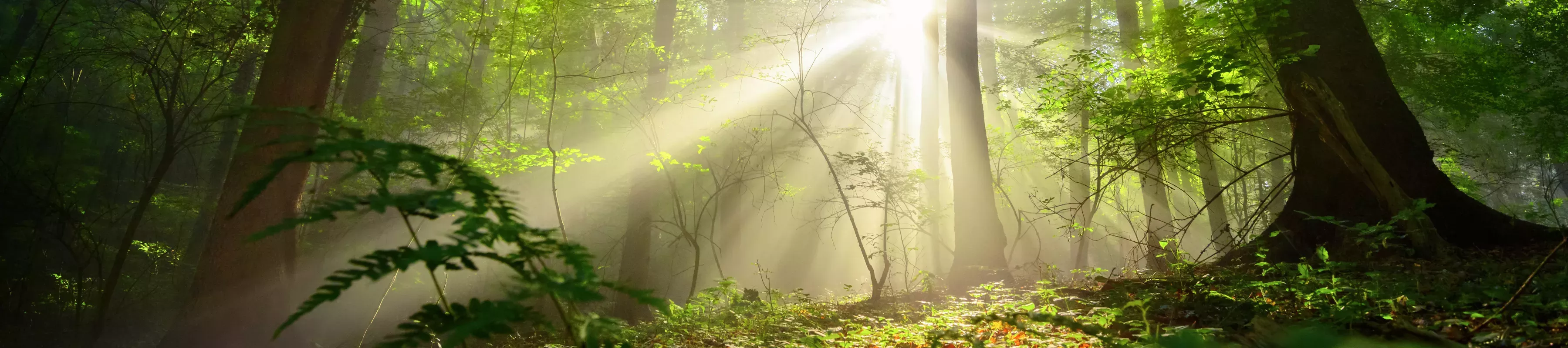 SOTWPF 2023 A forest landscape has light shining through gaps in the canopy. Leaf litter covers the floor.