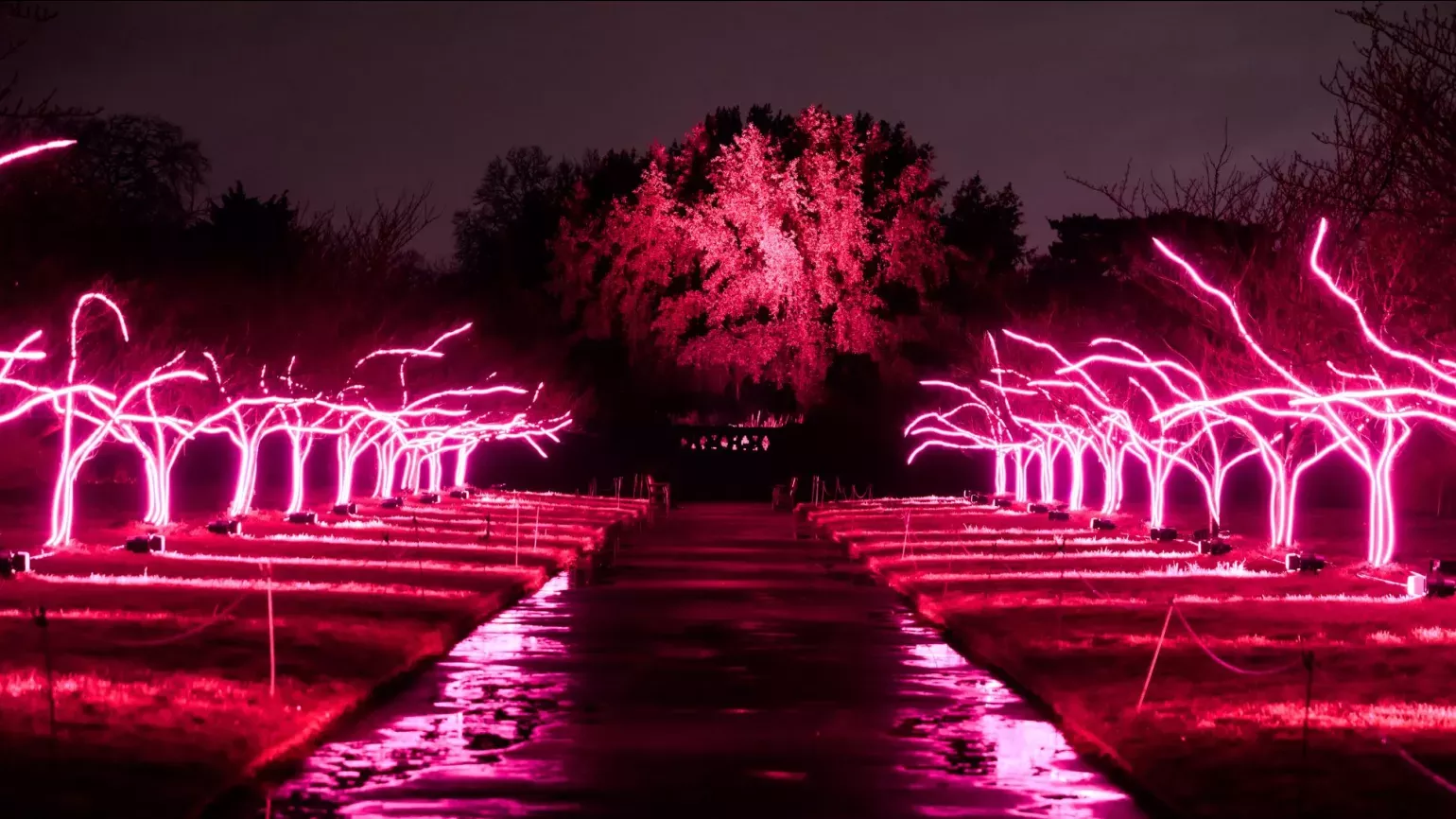 Christmas at Kew light trail © Ollie Dixon Lit up cherry blossom trees