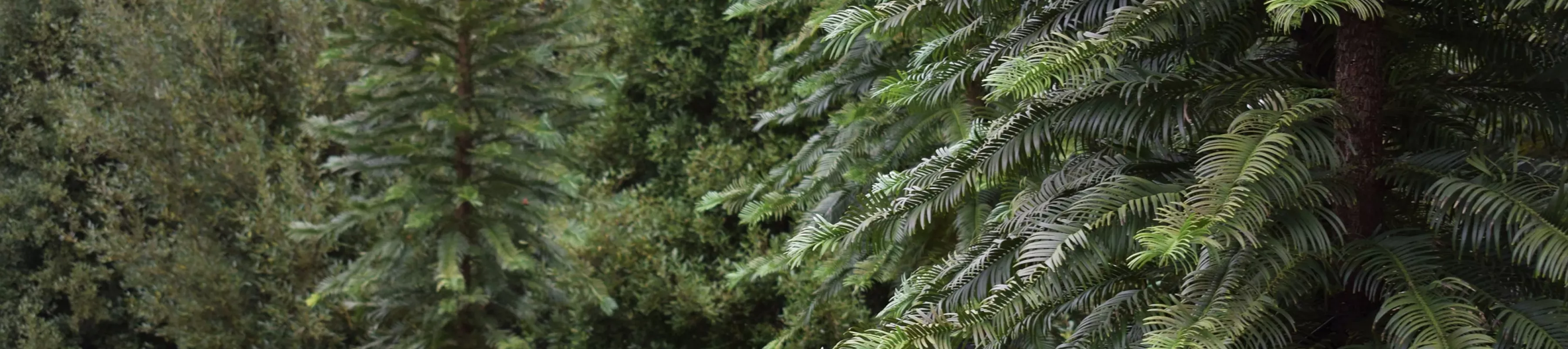 Pines, Bethlehem Wood, Wakehurst Pines in Bethlehem Wood at Wakehurst