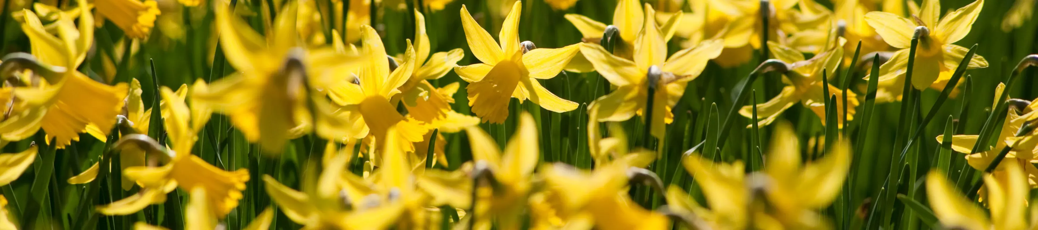 Daffodils (Narcissus) in spring at Kew © RBG Kew Daffodils in spring at Kew