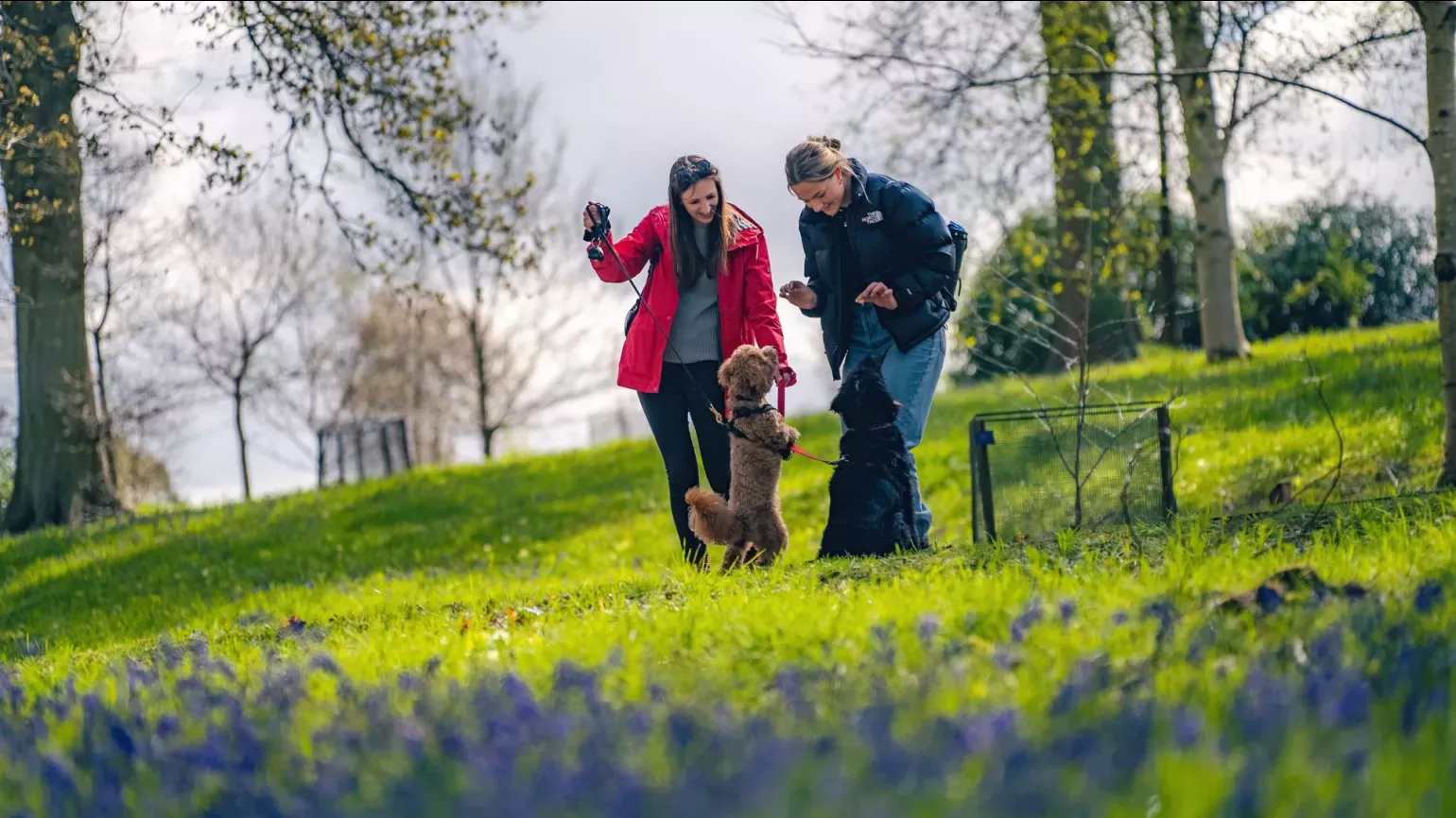 Dog walking at Wakehurst, Visual Air © RBG Kew A pair of people play with two dogs in a wooded area with bluebells in the foreground