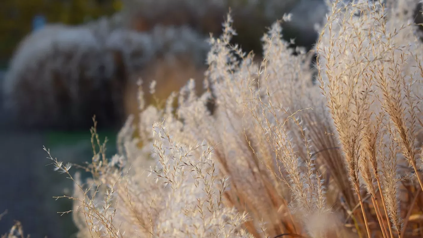 Grass Garden Ellen McHale ©RBG Kew Close-up of grasses in the Grass Garden at Kew