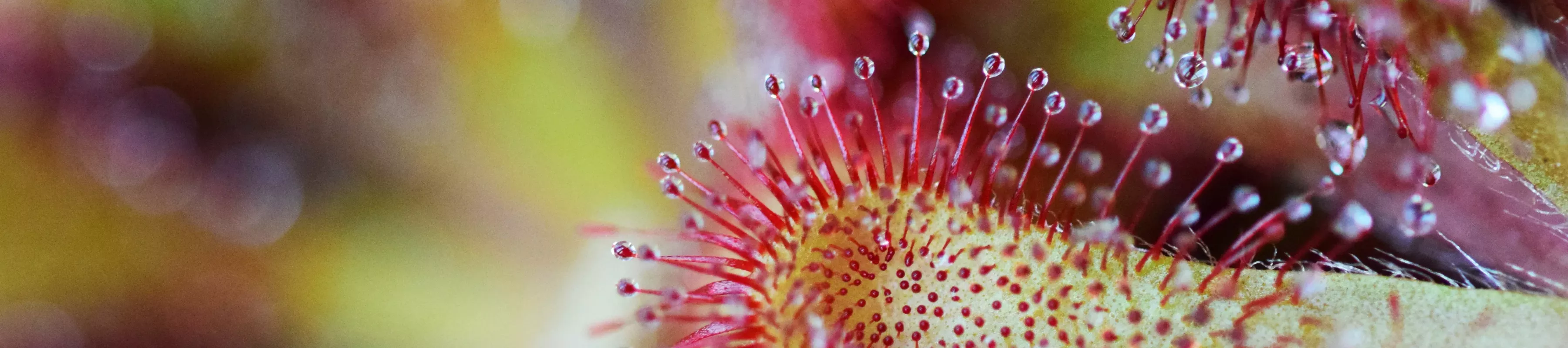 Drosera venusta, a plant at Kew Drosera venusta, a plant at Kew