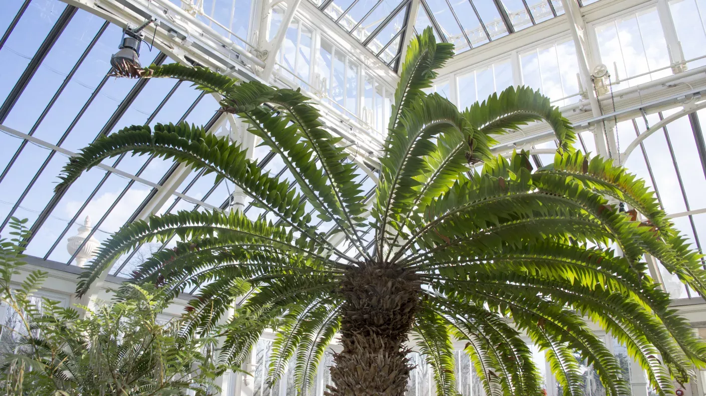 Encephalartos Woodii in the Temperate House, RBG Kew / Jeff Eden Encephalartos Woodii in the Temperate House, RBG Kew / Jeff Eden