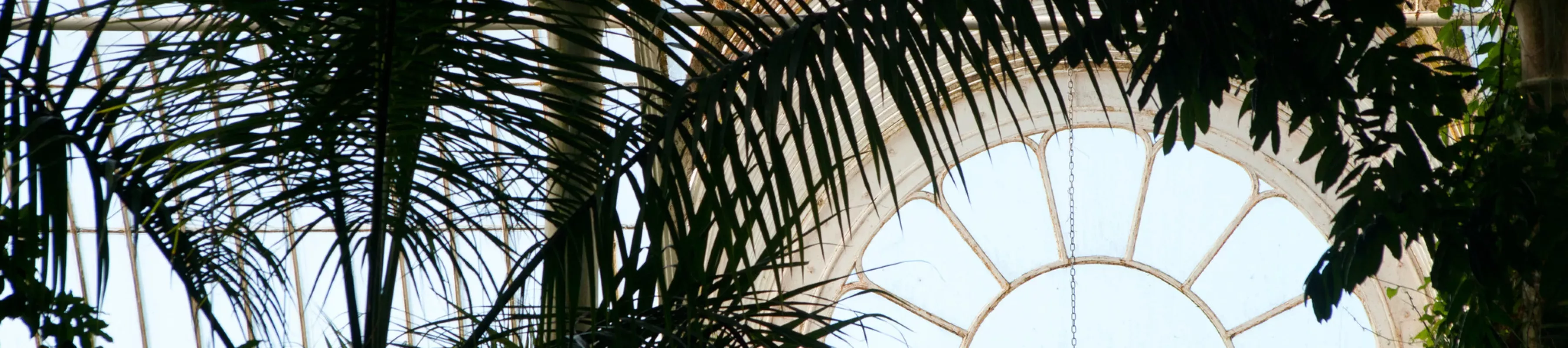 Palm House © RBG Kew A window of the glasshouse in the Palm House with stunning tree canopy around it