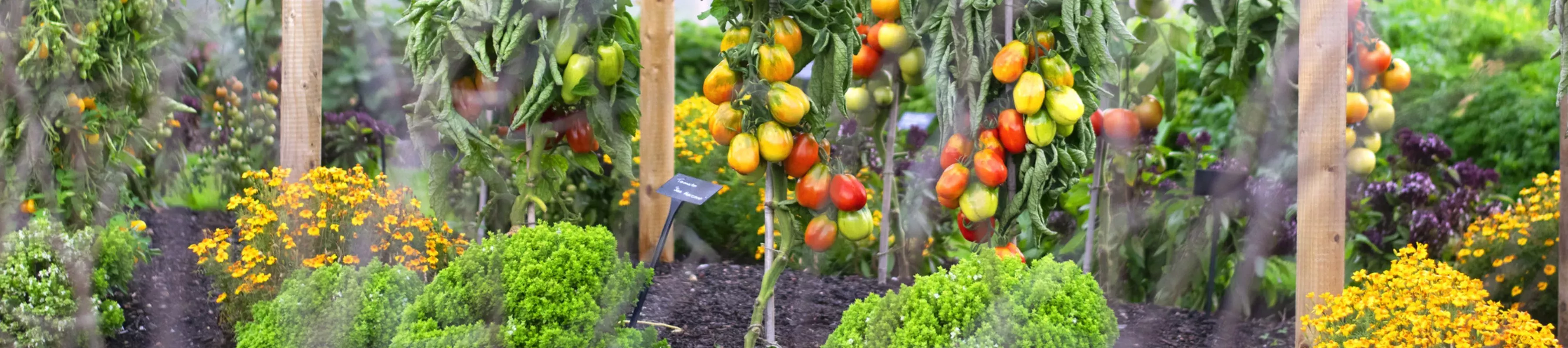 Kew's kitchen garden, Meg Boldison © RBG Kew Kew's kitchen garden