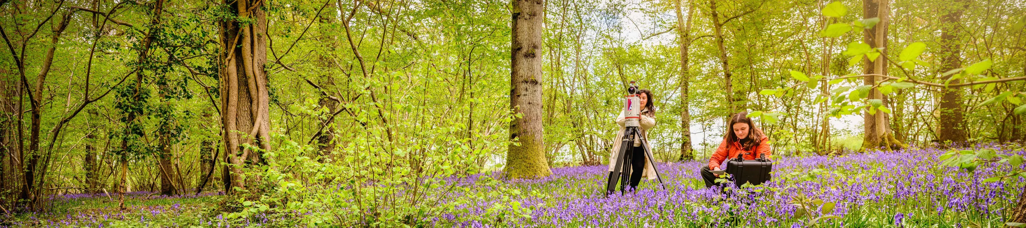 Wakehurst researchers © RBG Kew. Two researchers in the woodland at Wakehurst surrounded by bluebells, working with cameras and a computer
