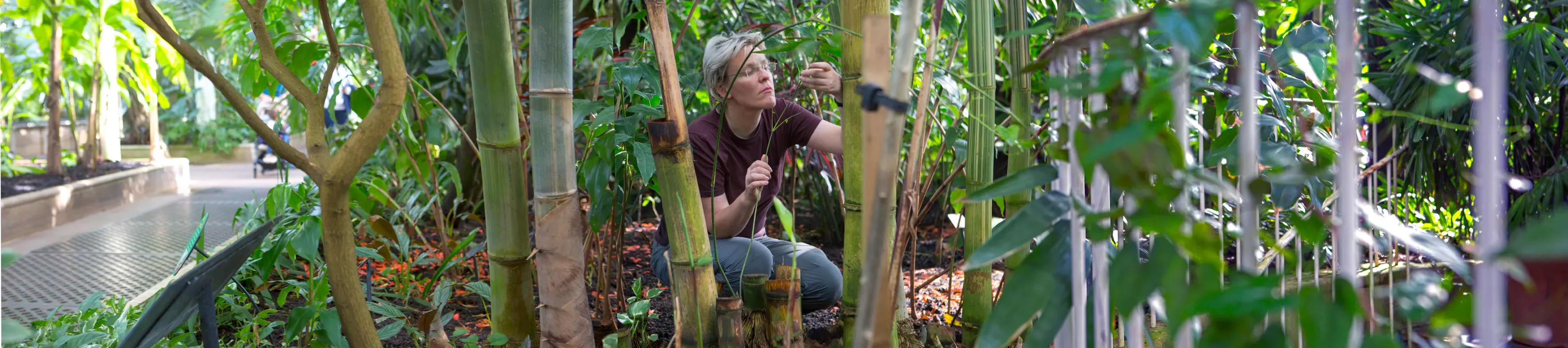 Researcher in Palm House © RBG Kew. Researcher in Palm House looking at Bamboo