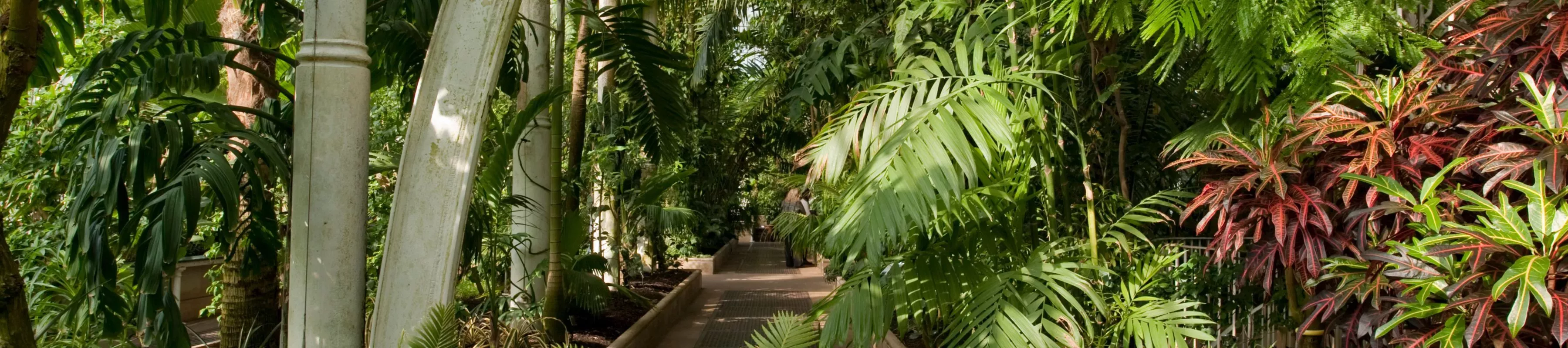 The Palm House © RBG Kew The plants of the Palm house growing around a pathway through the greenery