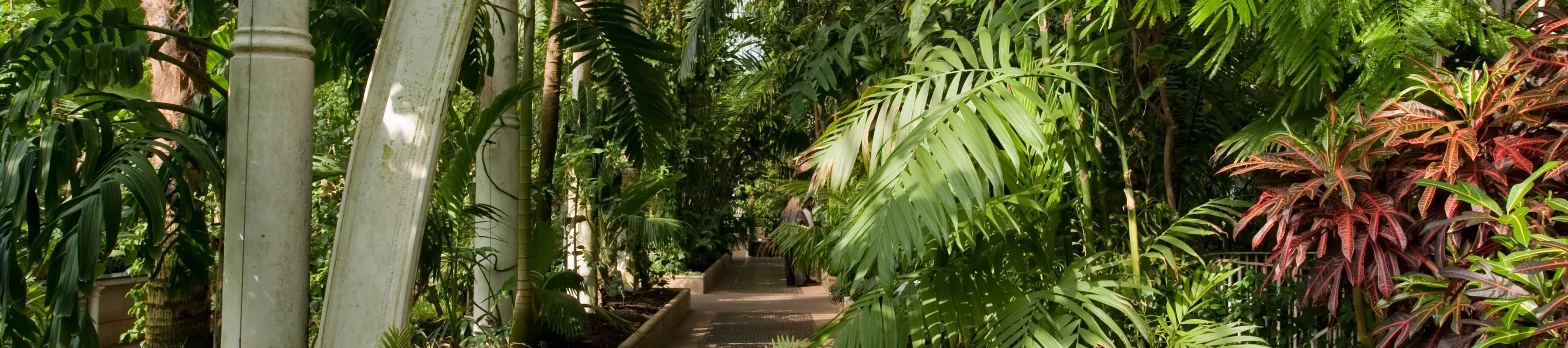 Palm House, RBG Kew Interior of the Palm House at Kew
