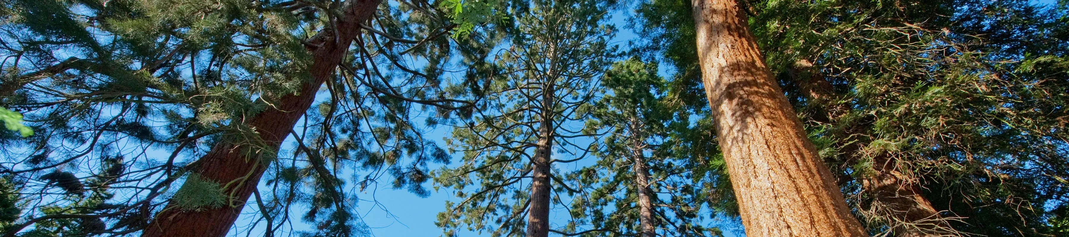 Redwoods in the Pinetum, Andrew McRobb © RBG Kew Looking up at redwood trees in the Pinetum