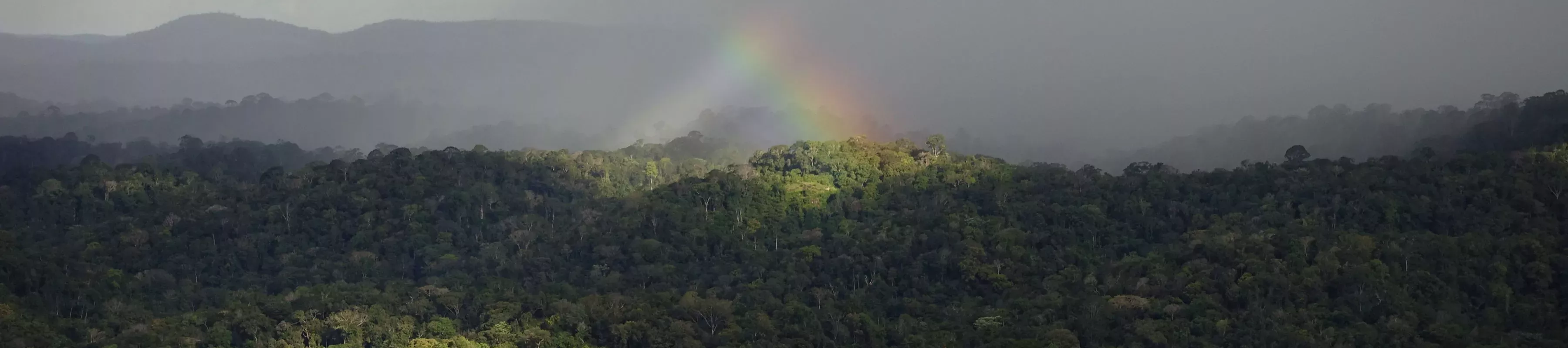 A rainbow shines over a tropical forest © William Milliken/RBG Kew. Rainbow over tropical forest