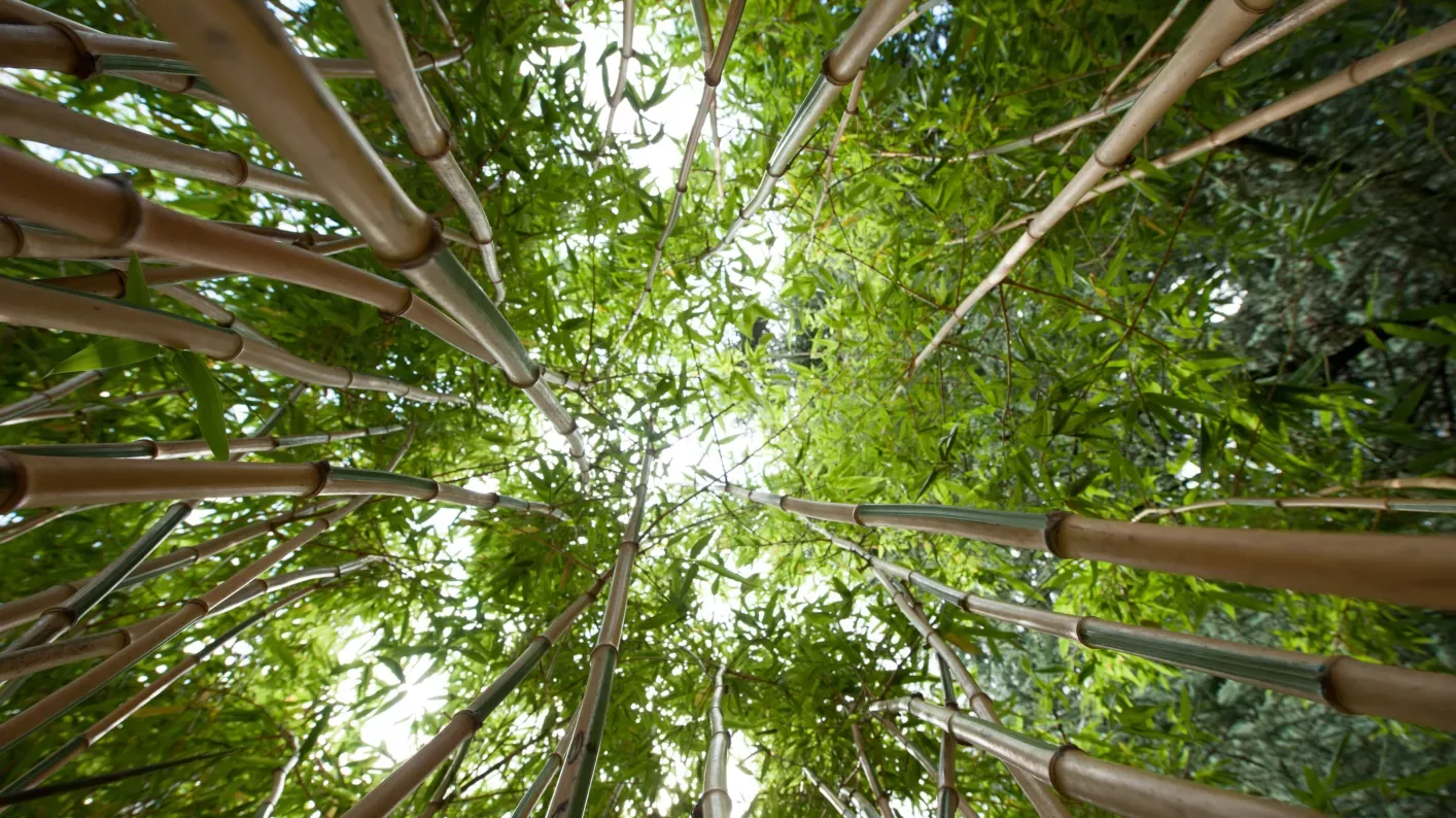 Bamboo Garden (Andrew McRobb / RBG Kew) Bamboo garden at Royal Botanic Gardens, Kew