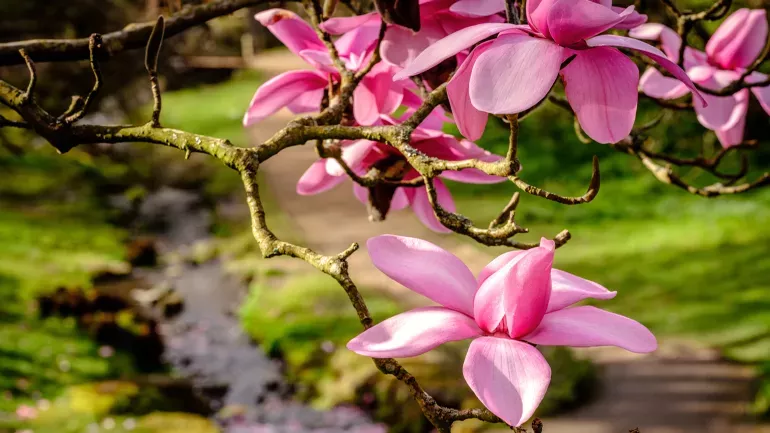 Magnolia at the Water Garden, Wakehurst, Jim Holden © RBG Kew Magnolia, Water Garden, Wakehurst