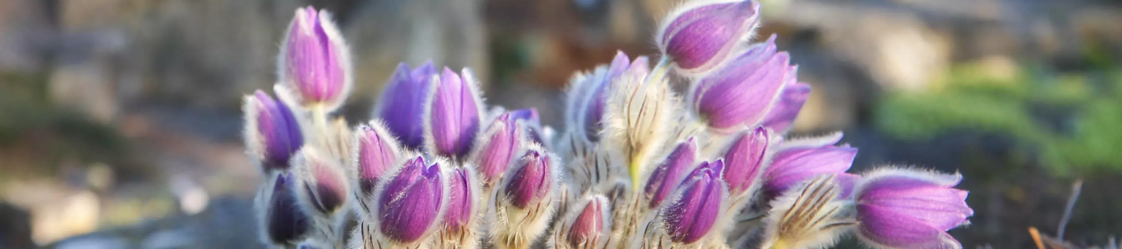 Pasqueflower (Pulsatilla) ©RBG Kew Pulsatilla or pasqueflower