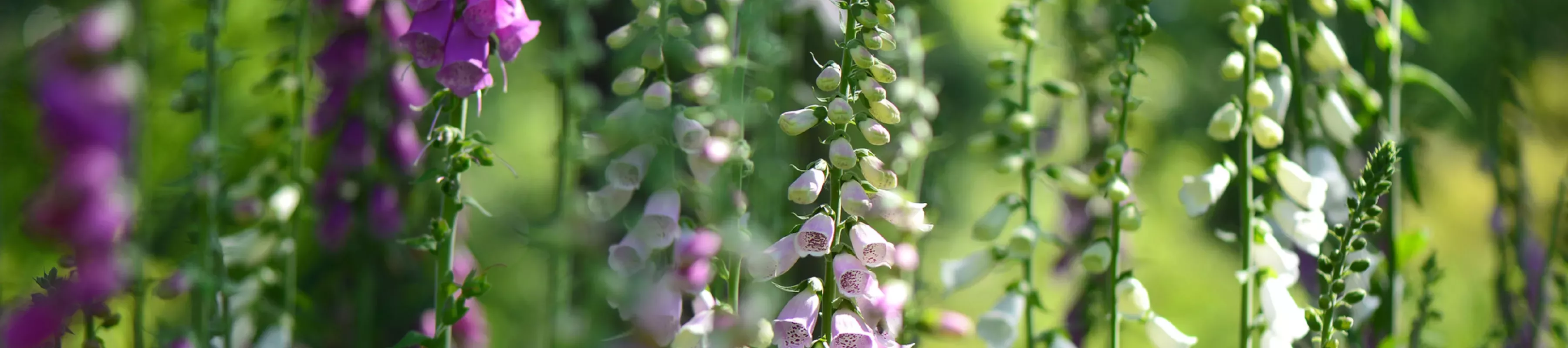 © Jeff Eden / RBG Kew Summer flowers outside the Temperate House