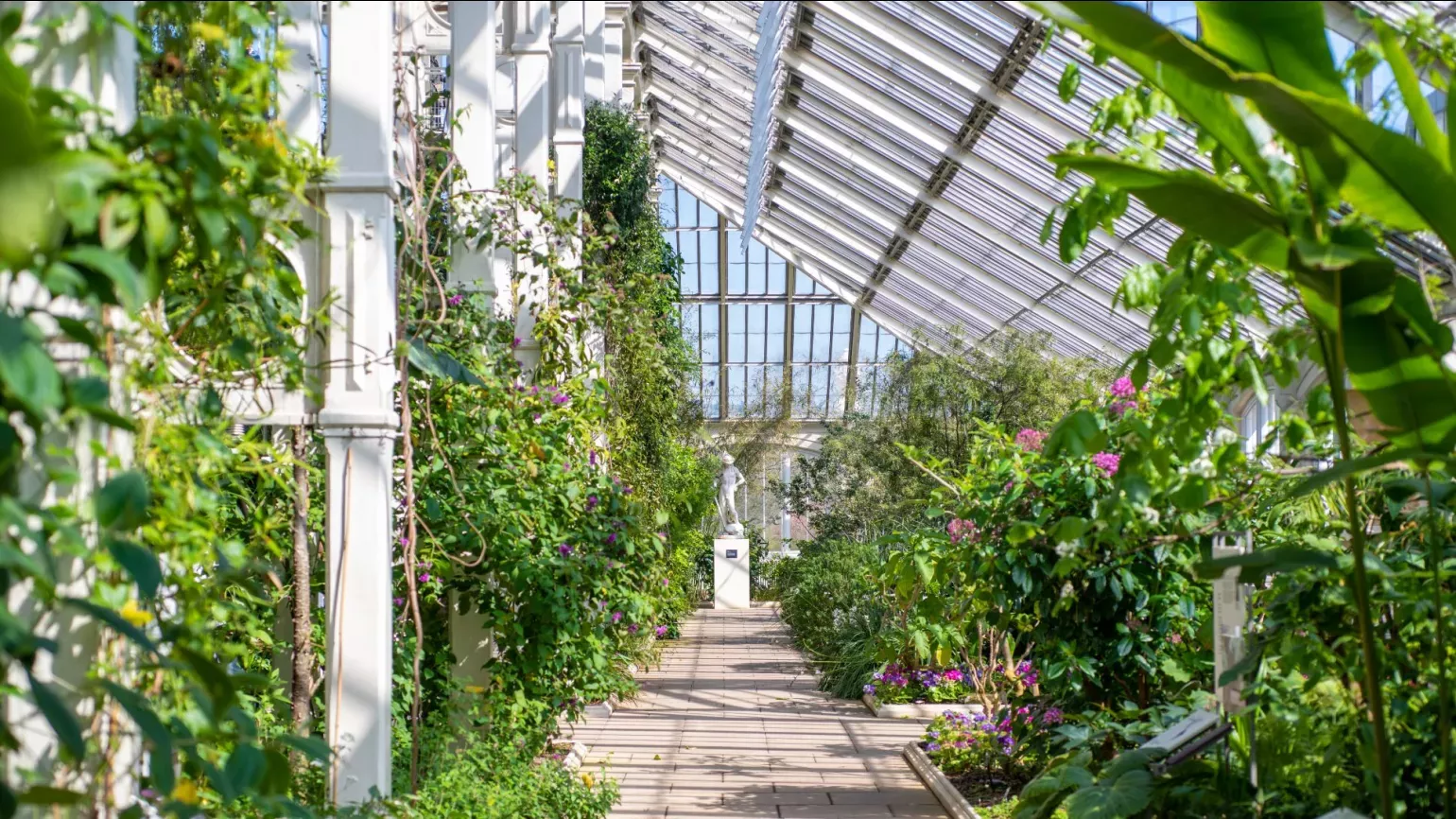 Temperate House at Kew Gardens, Ines Stuart-Davidson © RBG Kew Leafy green plants inside a large victorian glasshouse