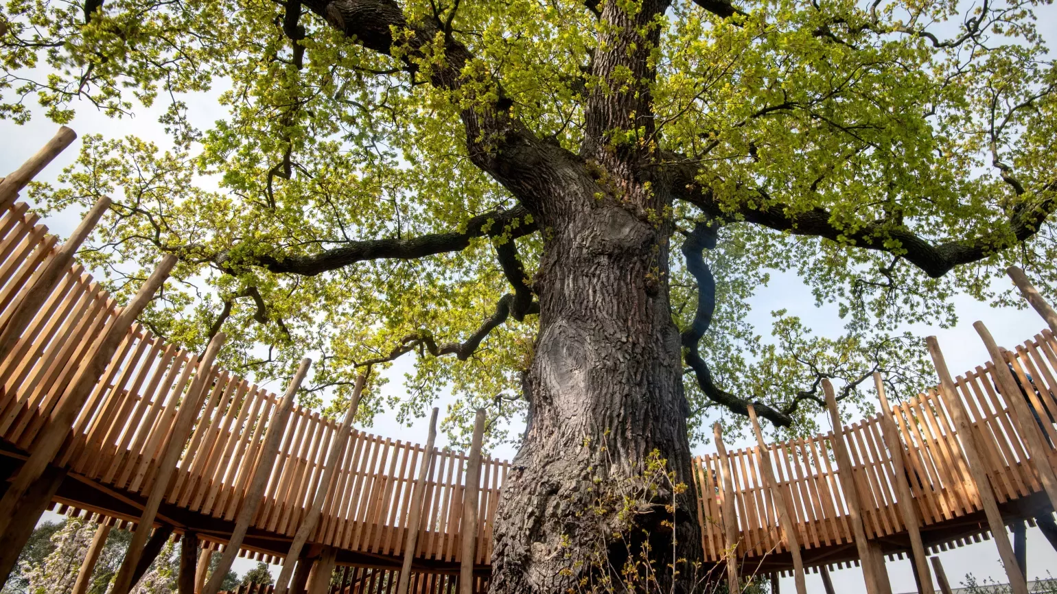 The Children's Garden © RBG Kew/Jeff Eden The Children's Garden at Kew