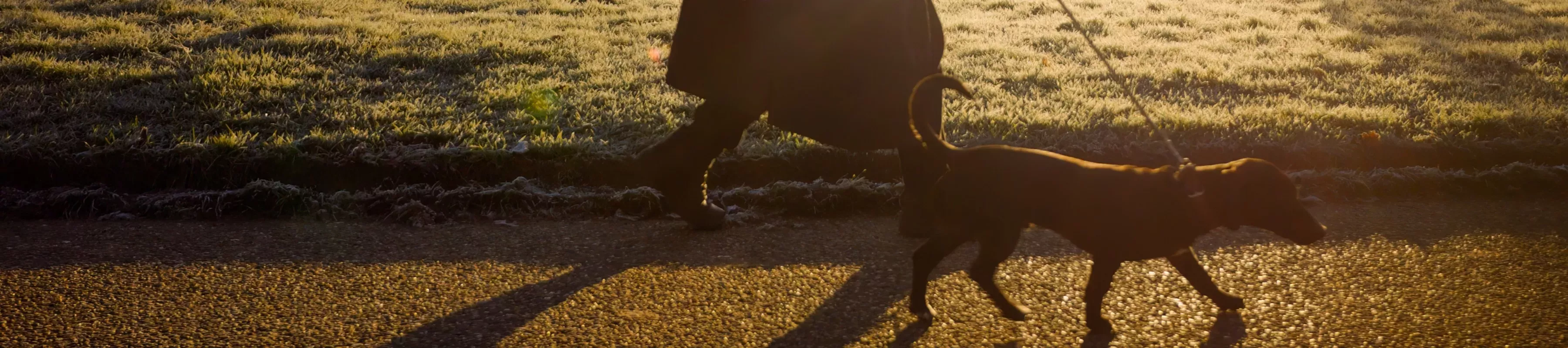 Wakehurst Dog Walking, Visual Air © RBG Kew A dog being walked on a lead