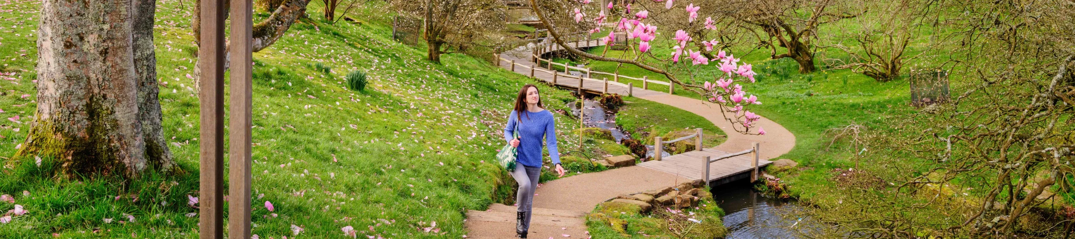 The Slips and Black Pond at Wakehurst, Jim Holden © RBG Kew A person in a blue top walks along a path surrounded by green hills and under a tree with pink magnolia blossoms