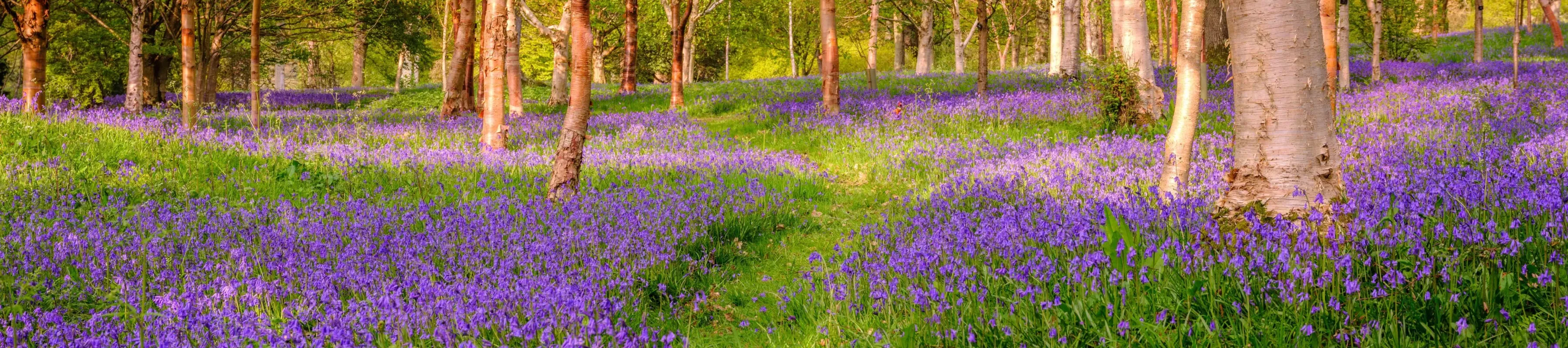 Bluebells in Bethlehem Wood at Wakehurst, Jim Holden © RBG Kew A grassy path winds through a carpet of bluebells in a sunny woodland