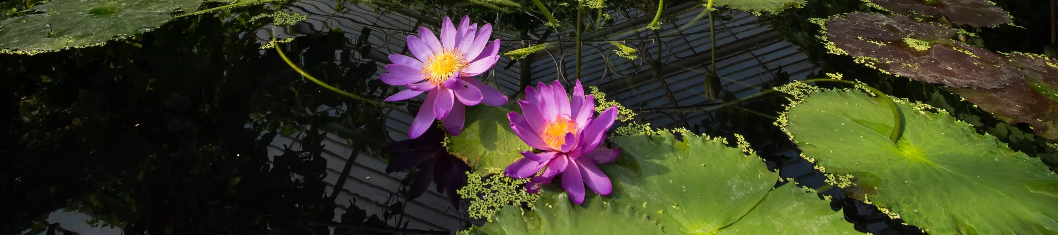 Purple waterlilies in the Waterlily House pond ©RBG Kew Purple waterlilies in the Waterlily House pond