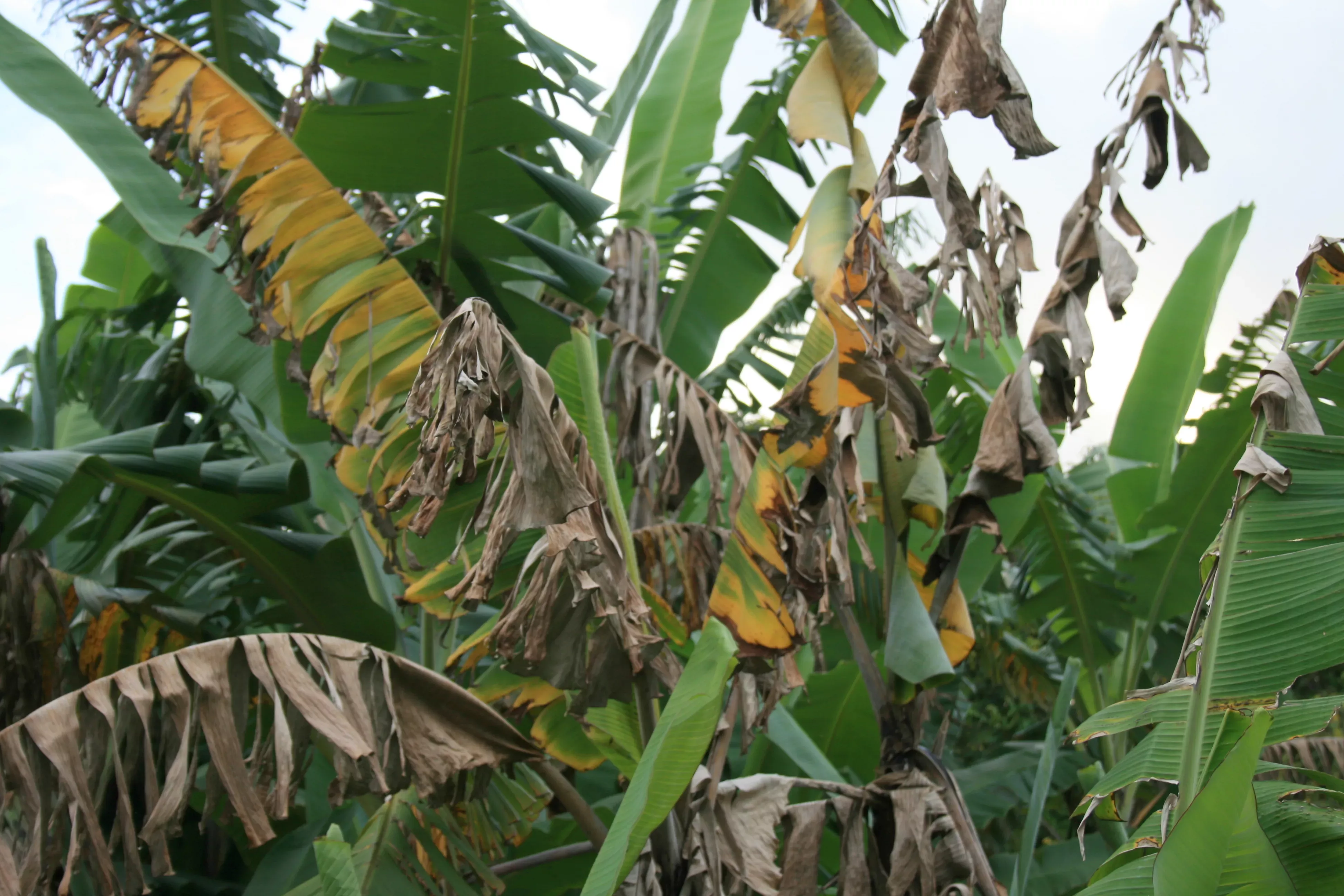 A banana plant stricken by Fusarium wilt © Scot Nelson CC0 Wilted banana leaves