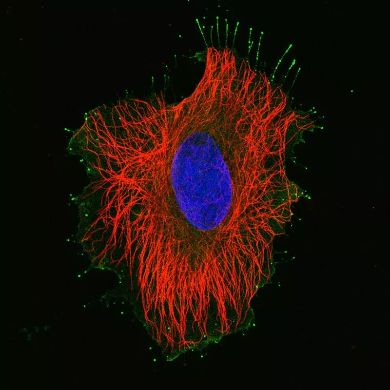 Microtubules (red) provide structural support for this human HeLa cell (nucleus in blue). Microtubules are one of a cell's susceptible points to cancer drugs © Melanie Barzik, Ph.D., National Institute on Deafness and Other Communication Disorders, NIH An image of a cell has highlighted the complex structures that hold it together