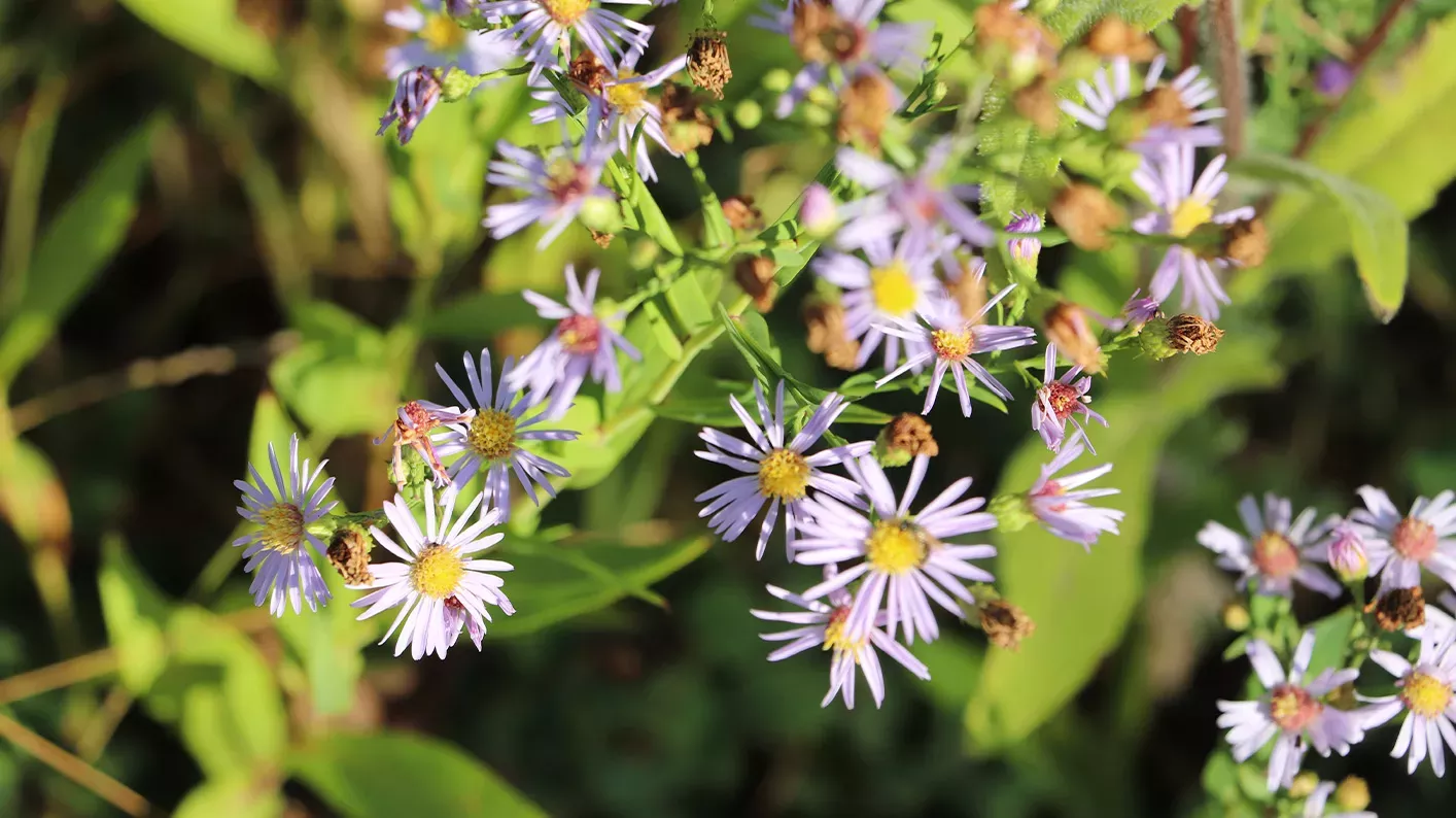 Aster, Jess Hayne © RBG Kew Smooth leaved aster, small purple flowers surrounded by foliage