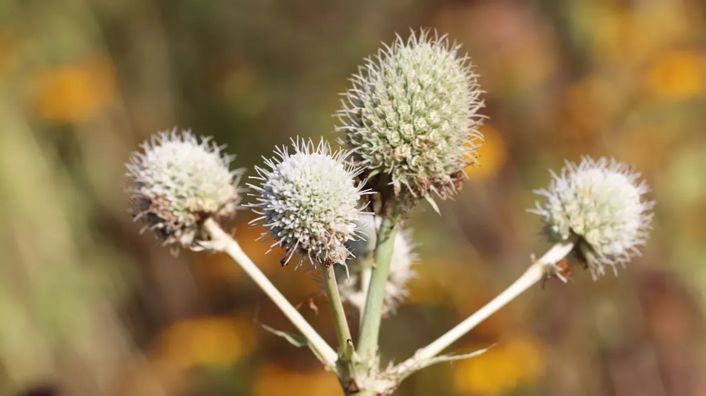 Rattlesnake master, Jess Hayne © RBG Kew Round, spikey heads of Rattlesnake master plant