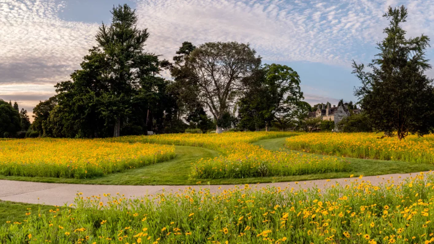 American Prairie © RBG Kew A wide angle shot of a field with yellow flowers and trees silhouetted against the sky