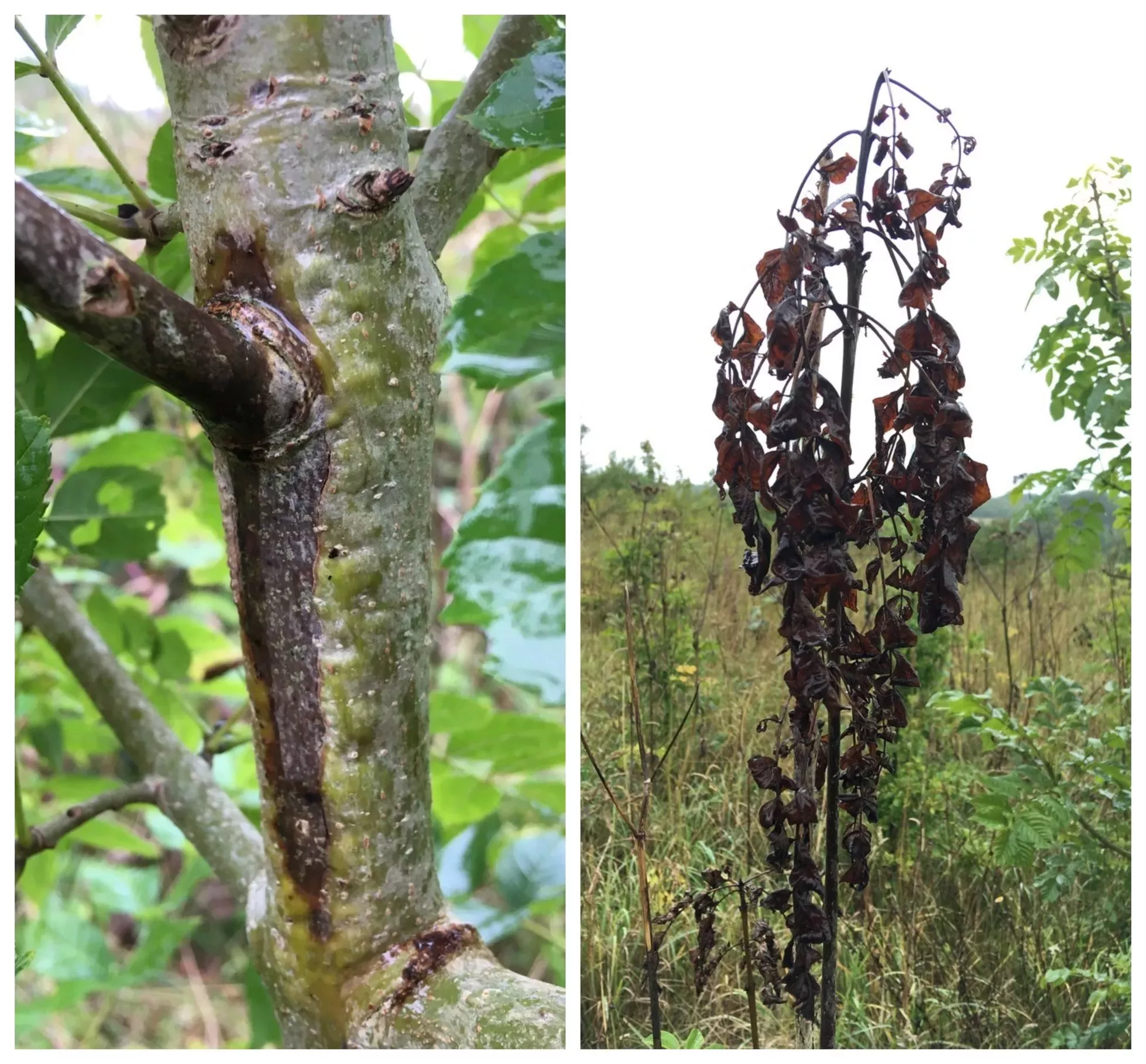 A lesion and wilted leaves caused by ash dieback, Richard Buggs © RBG Kew A lesion on a branch and wilted brown leaves caused by ash dieback