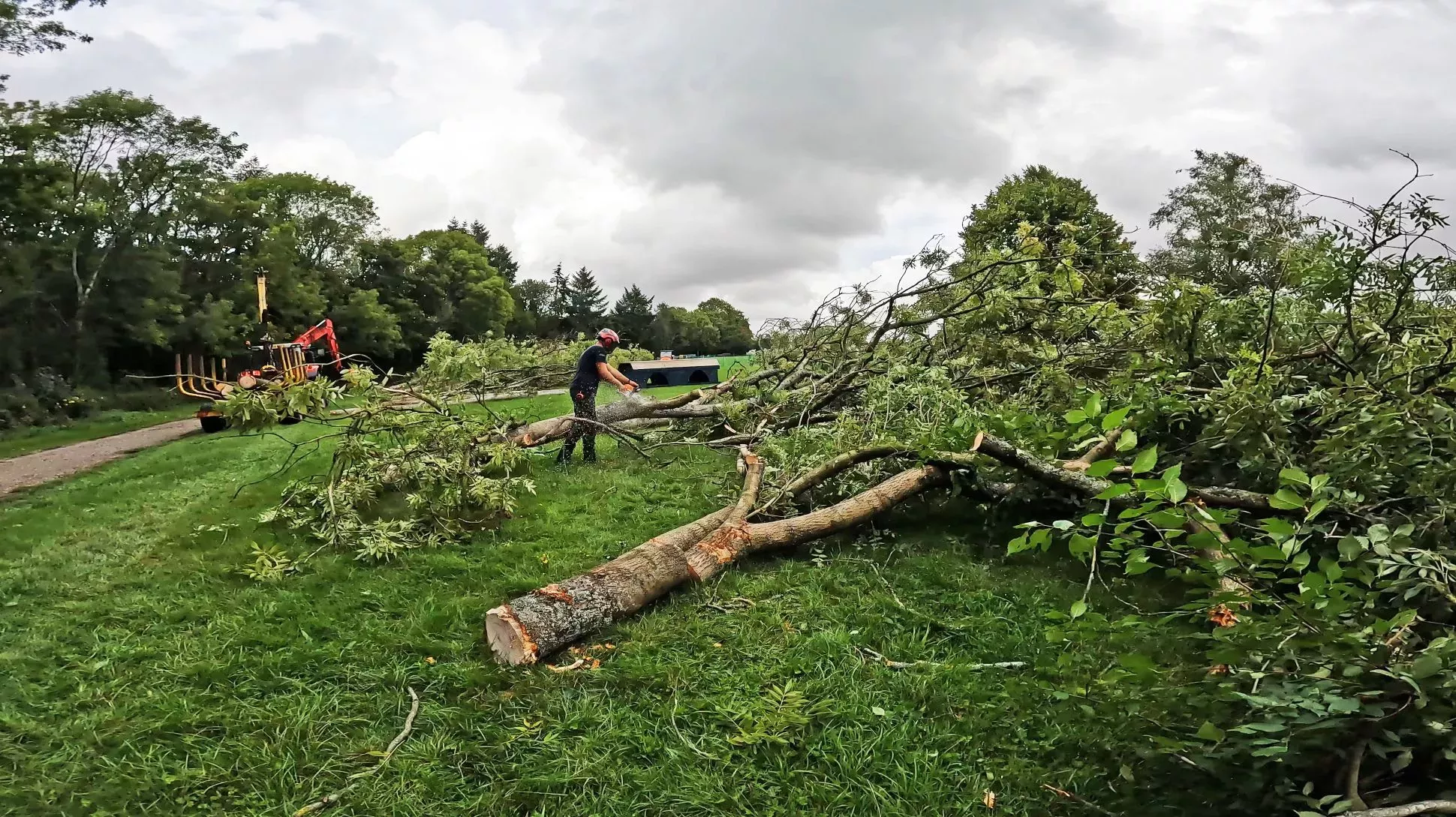Wakehurst, Ash dieback management © RBG Kew A felled ash tree at Wakehurst being chopped up into smaller pieces