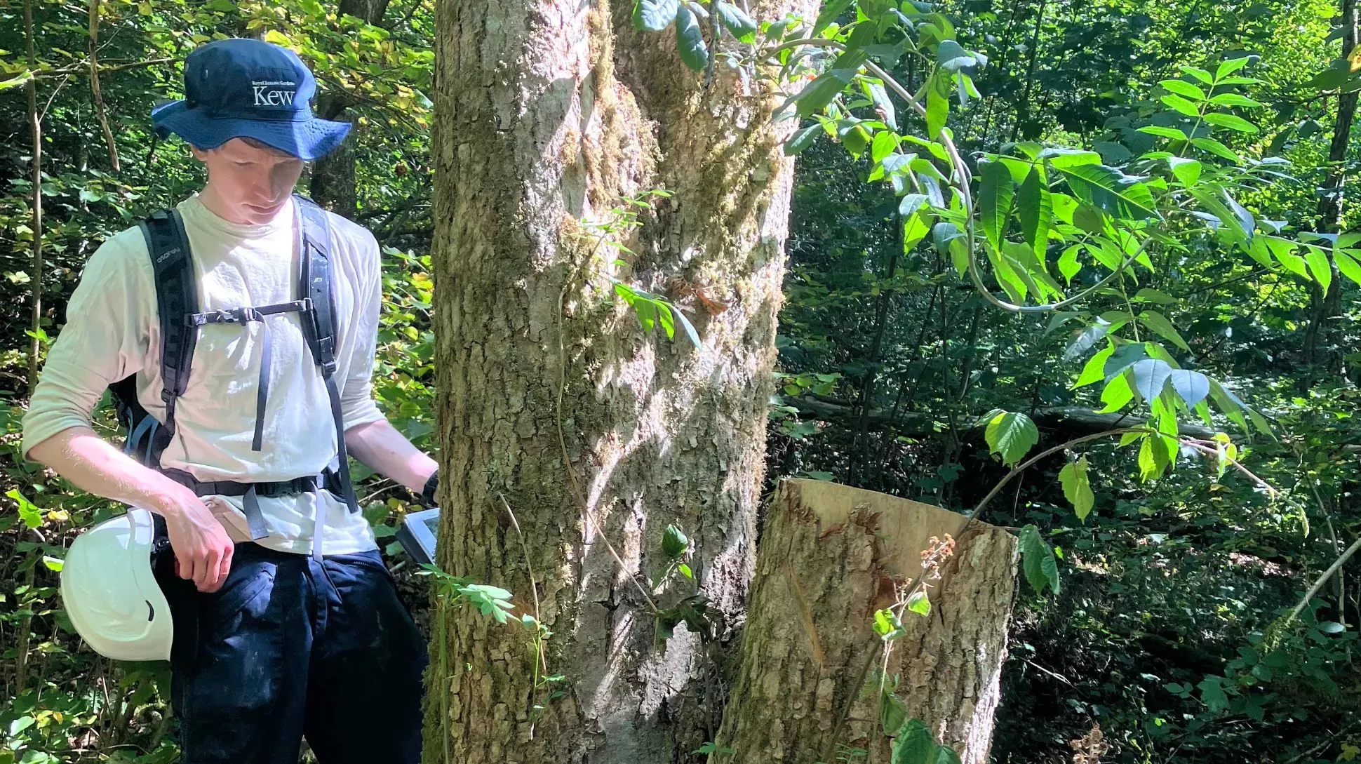 Owen at the base of an ash tree (Fraxinus excelsior) previously collected from, Matthew Jeffery © RBG Kew A person wearing a blue helmet stands next to a tree that has been partial cut down
