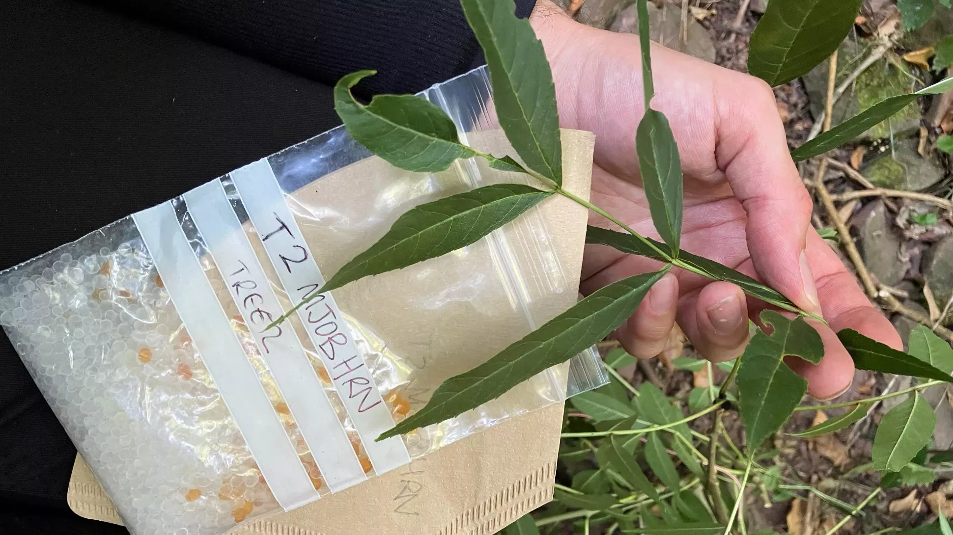 Matthew preparing a DNA tissue sample from one of the ash trees, Owen Blake © RBG Kew A hand holding an ash tree leaf, a plastic bag and a brown coffee filter paper