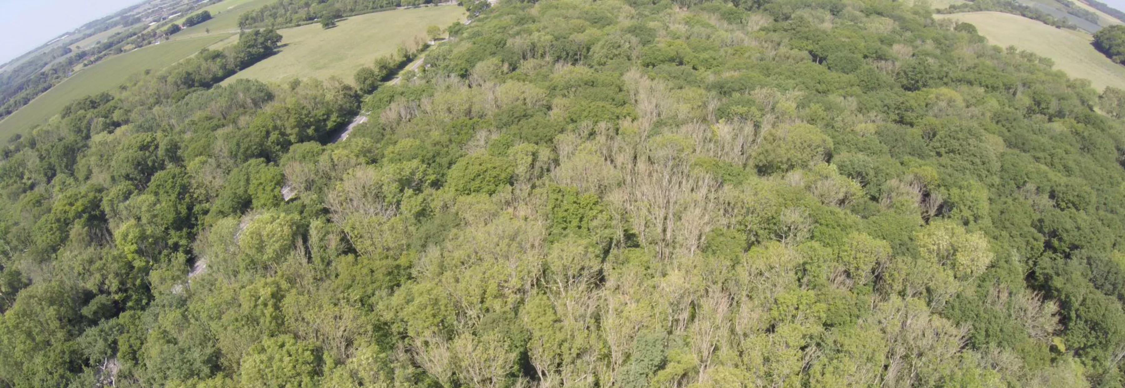 Ash dieback in Thorn Wood, Kent, 2017 © Tim Owens Drone image of Kent woodland with trees infected by ash dieback
