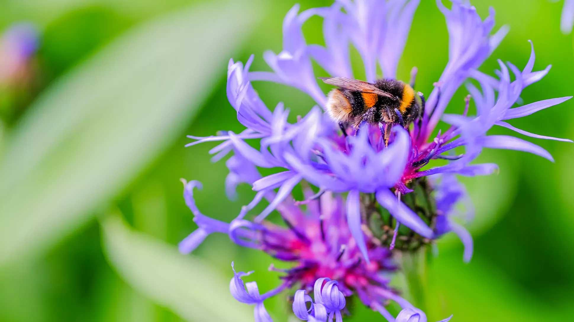 Bumblebee, Seb Kettley © RBG Kew A bumble bee on a flower