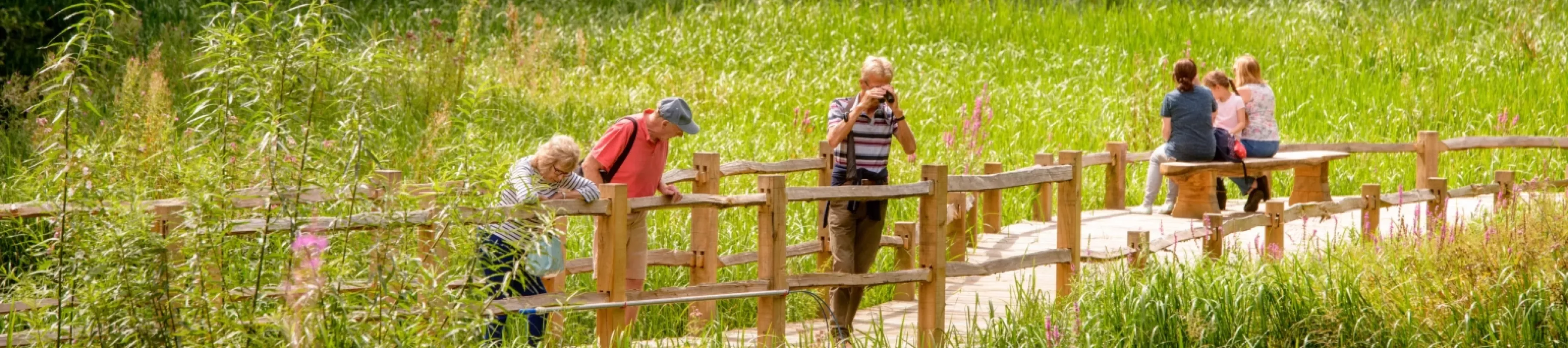 The Wetlands Boardwalks, Wakehurst Man with binoculars on the Wetlands Boardwalks
