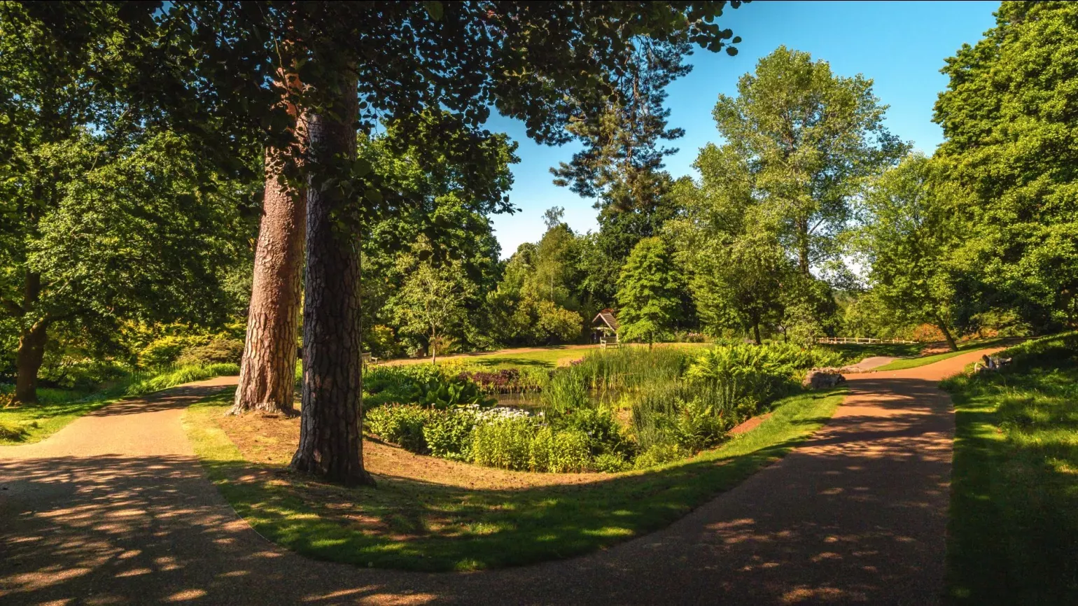 Wakehurst's Bog Garden, Visual Air © RBG Kew Trees and a pathway next to a colourful bog garden