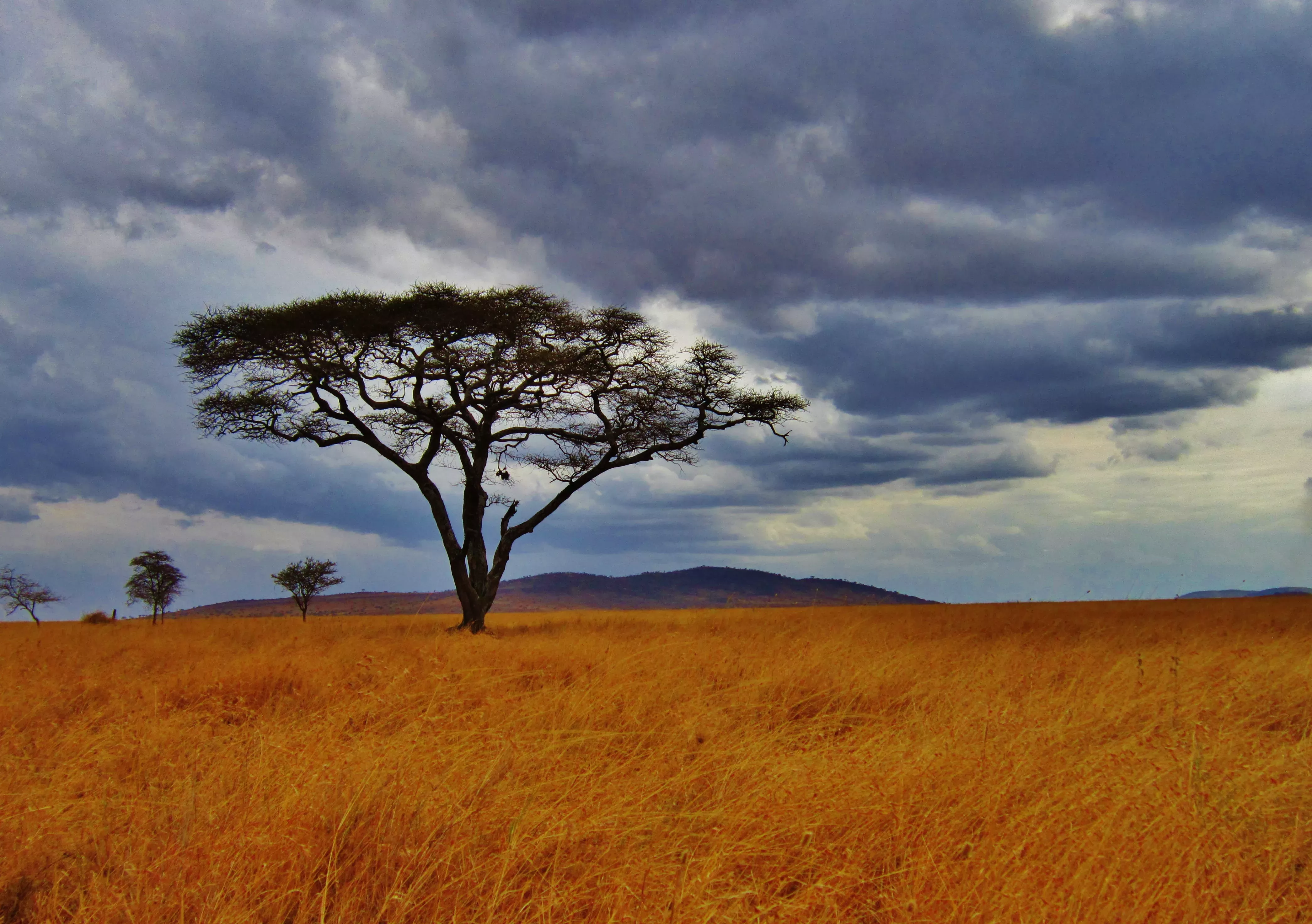 An African acacia tree A photo of an African acacia tree standing alone among dry grass in Tanzania