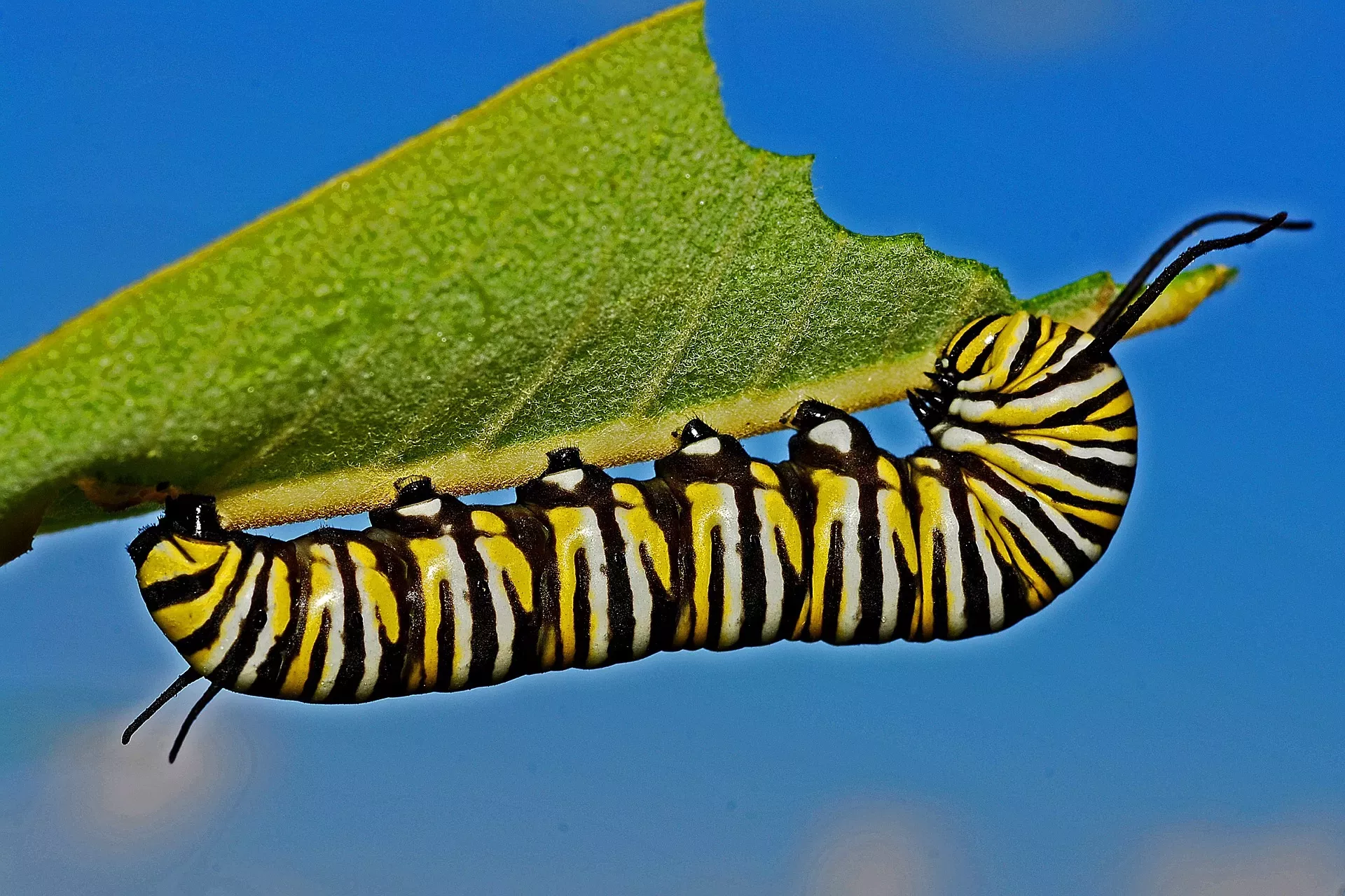 Defending from hungry predators are one of the main reasons for plants to create cytotoxic compounds that have turned out to be remarkably useful for humans © 631372, Pixabay A large striped caterpillar has chewed through half a leaf