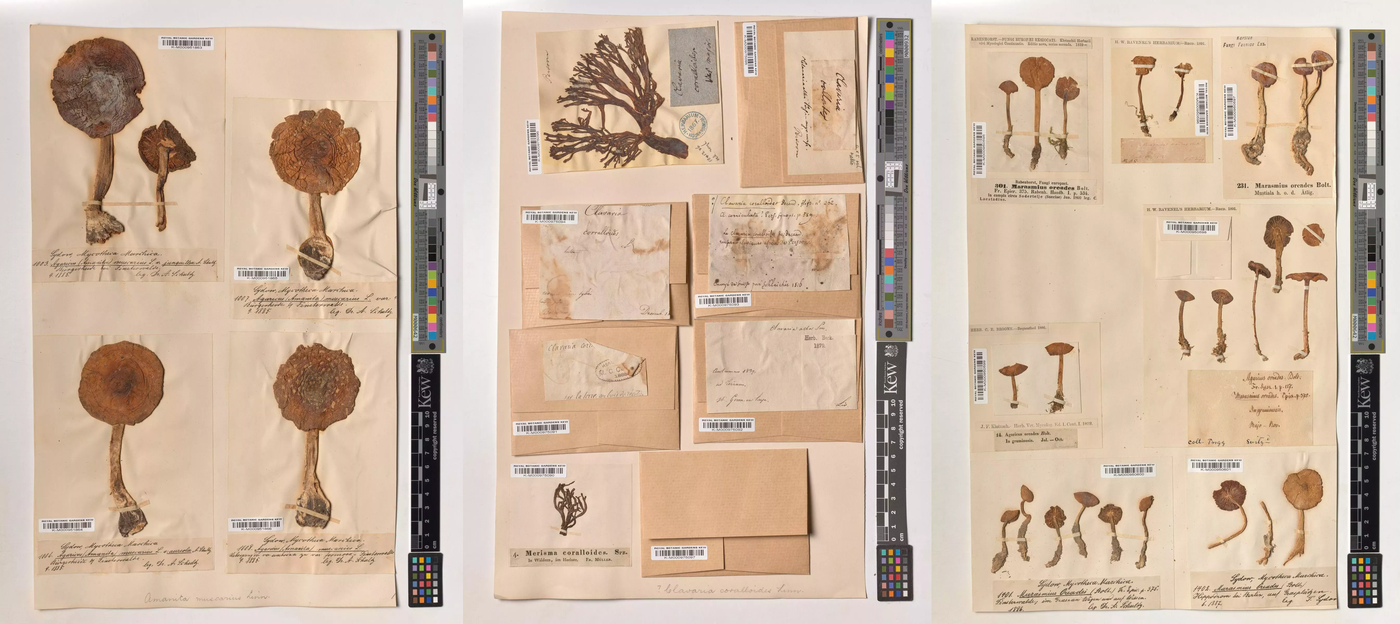 The breadth of the Kew Fungarium can be captured with just a few of the specimens digitised by the Kew Digitisation project © Board of Trustees, RBG Kew A series of dried fungi lined and annotated on paper