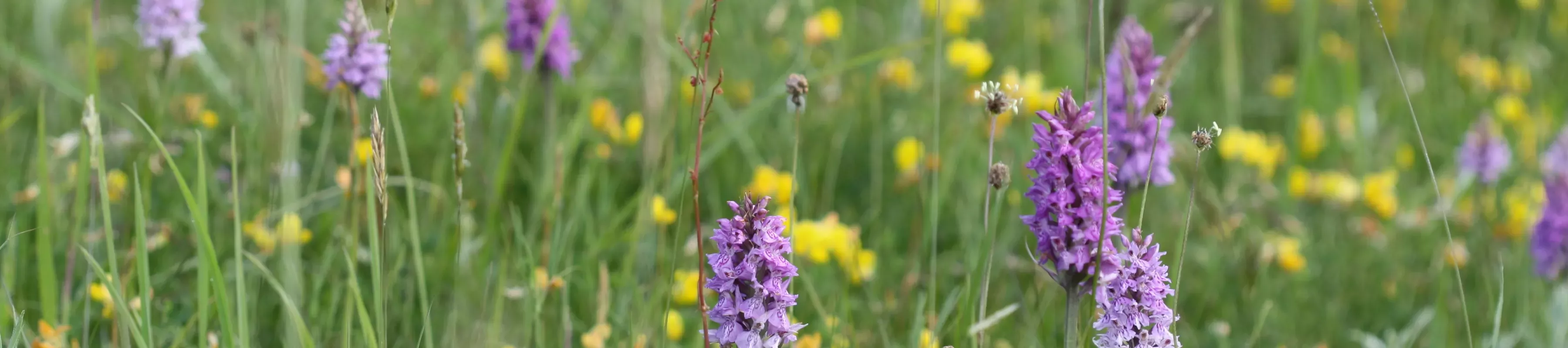 Hanging Meadow, Steve Robinson ©RBG Kew Purple and yellow flowers grow wild in a meadow at Wakehurst