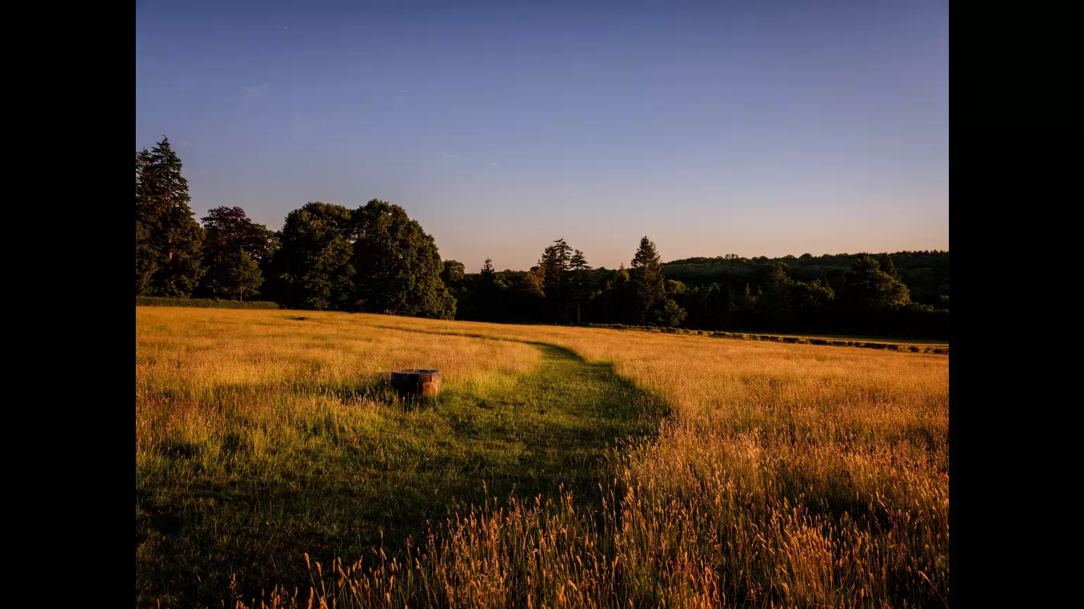 Coronation Meadow at Wakehurst at Sunset, © Jim Holden, RBG Kew Coronation Meadow at Wakehurst at Sunset, © Jim Holden, RBG Kew