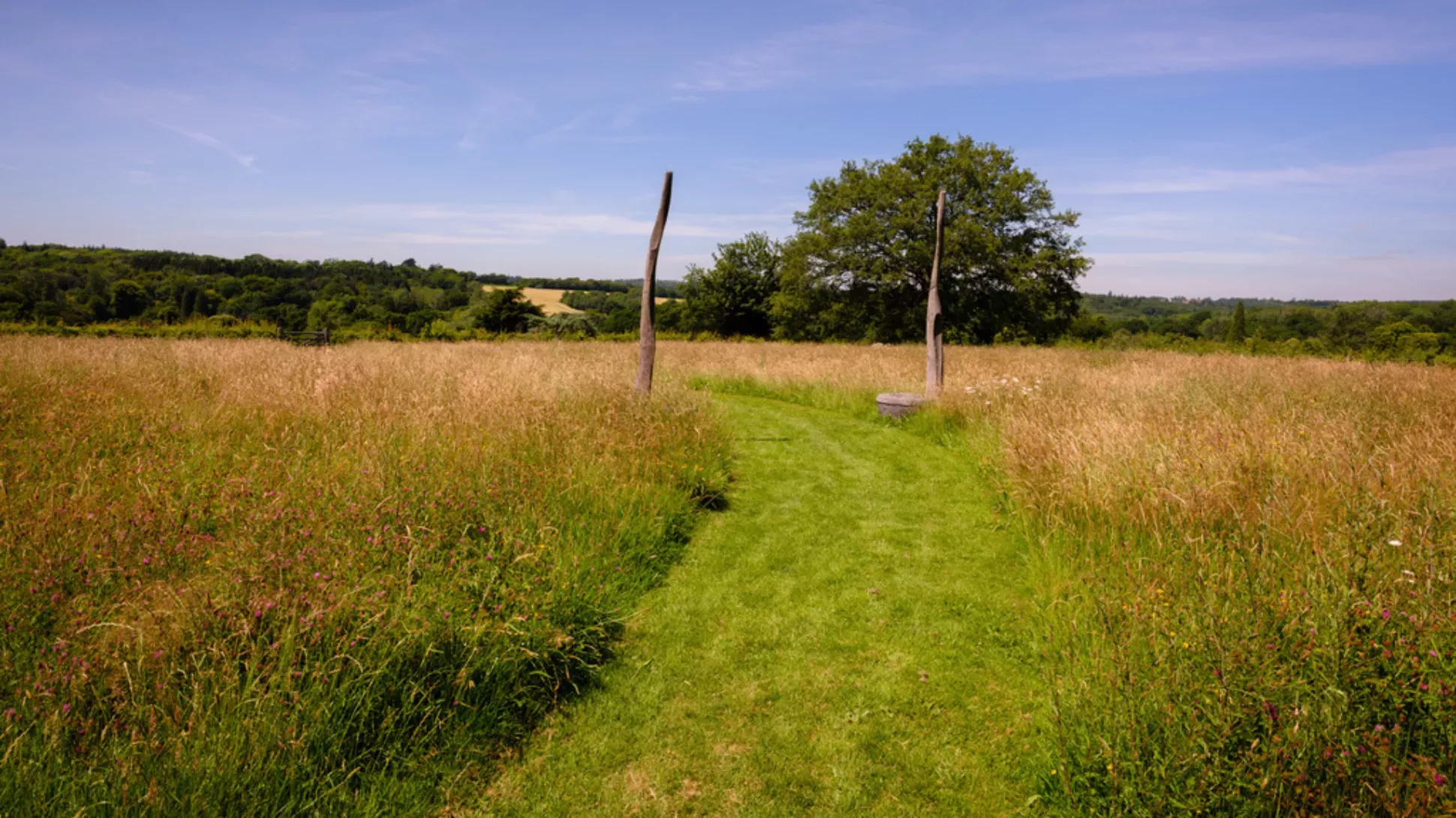 Coronation Meadow at Wakehurst, Jim Holden © RBG Kew A large open field with a tree in front of a blue sky