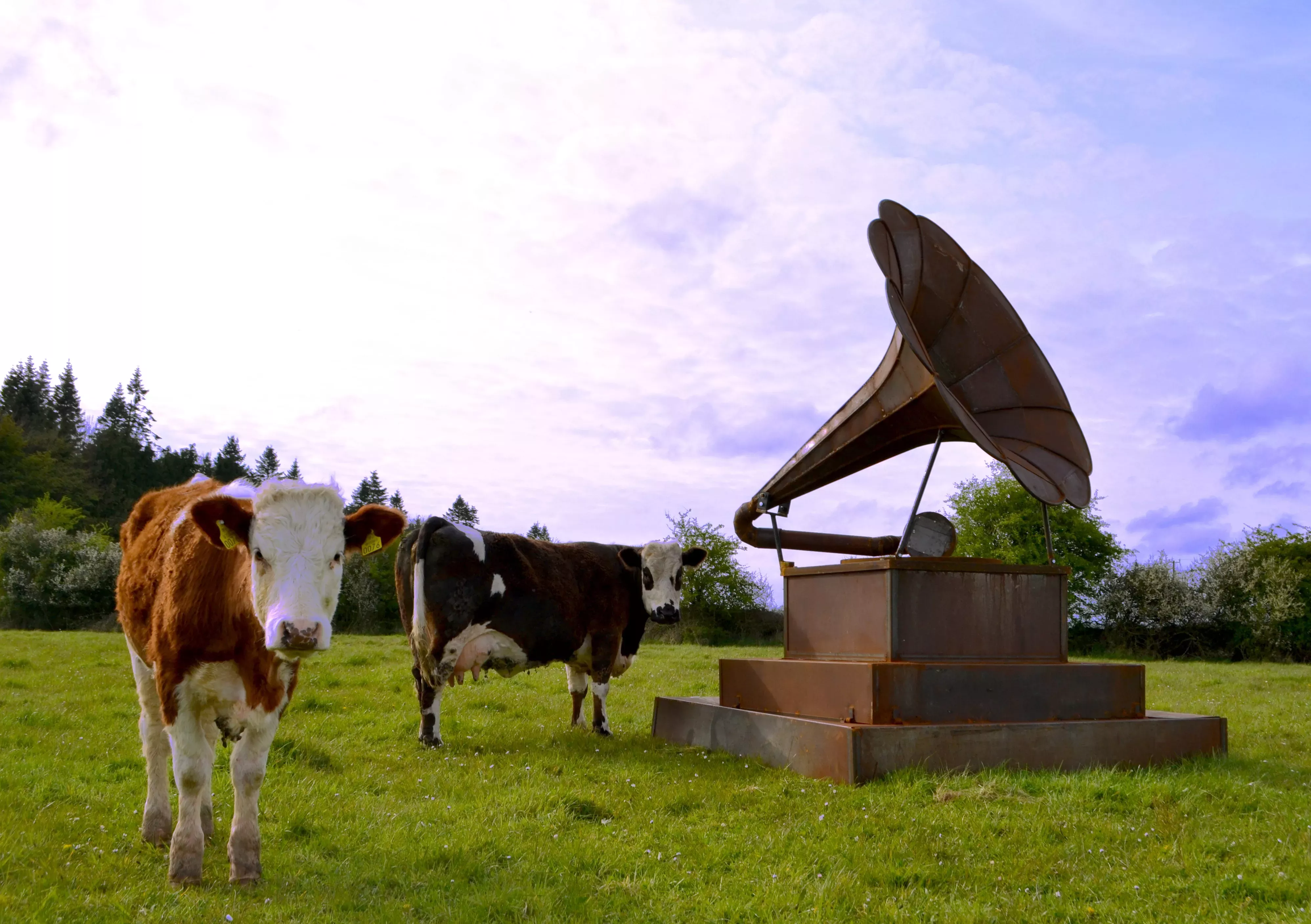 Donnacha Cahill'sThe Gramophone for Voices from the Meadow by Annabel Ross, Alice Boyd and Donnacha Cahill A giant metal gramophone sculpture on a platform in a field with two brown and white cows