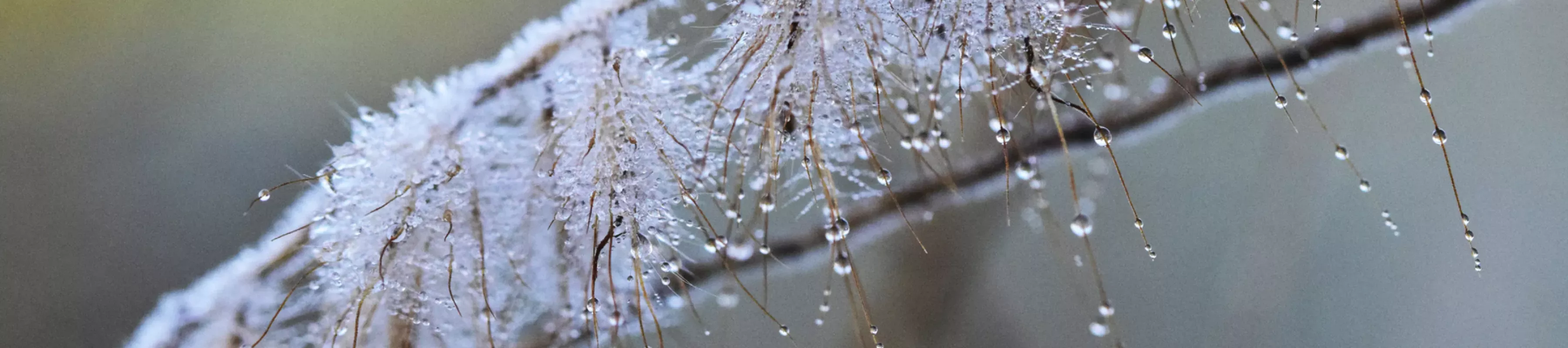 Frosted plants in winter Frost formed on plants at Kew