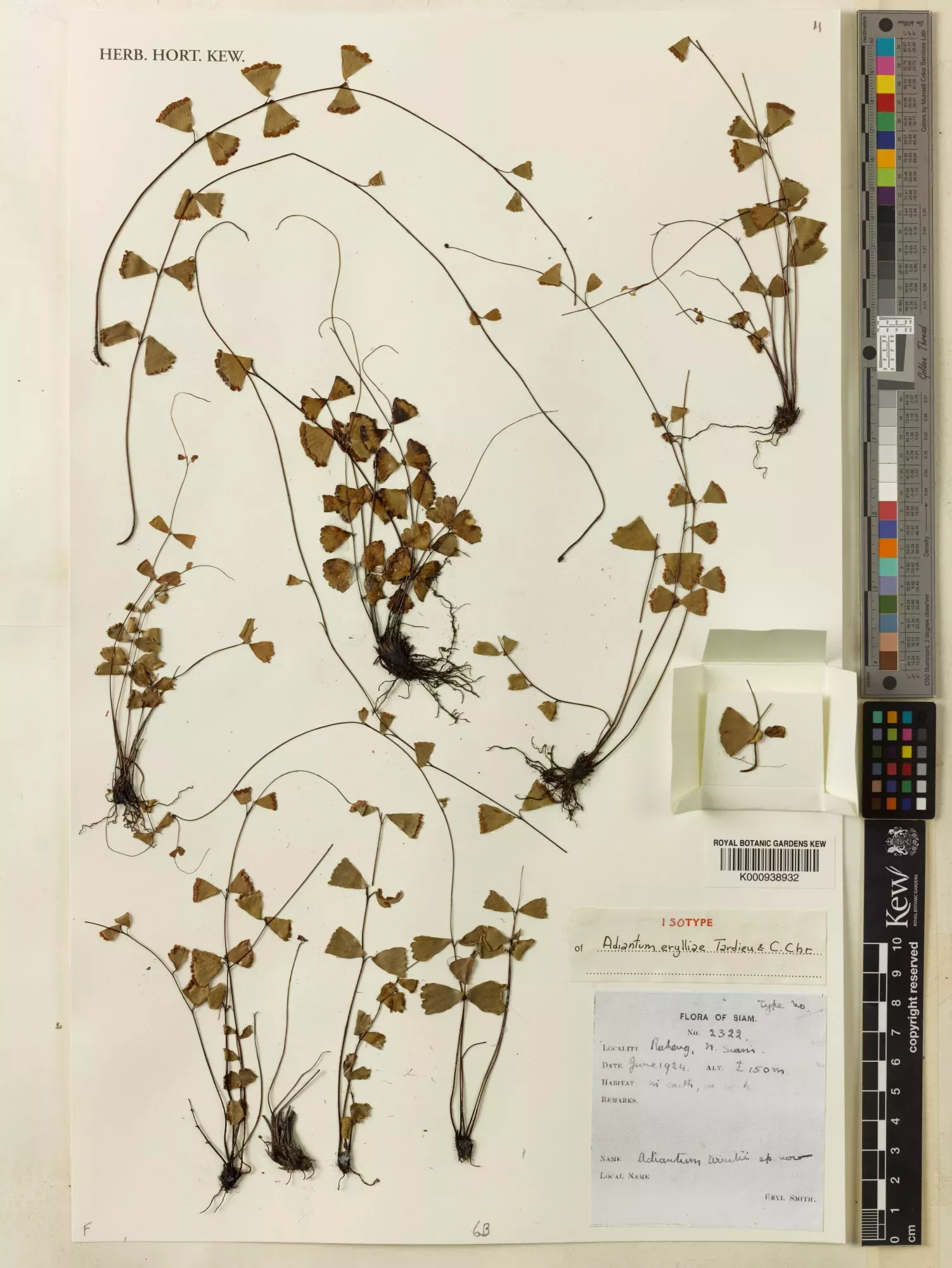 One of Eryl Smith’s Herbarium specimens, Adiantum erylliae; in the bottom right-hand corner you can see her annotations © RBG Kew Dried brown, plant specimen